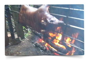 Prase na grilu prvni video vid