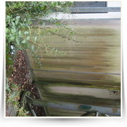 2008 08 Prase na Sazave — img_2673_1.jpg