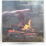 2008 08 Prase na Sazave — img_2680_1.jpg
