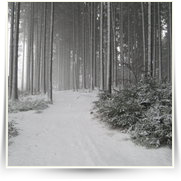 Velkoparezity kemp Maxilahev — IMG_4768.JPG