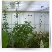 Cheb As SOOS — DSC00165.JPG