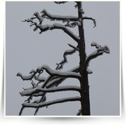 Tisske Steny — IMG_8427.JPG