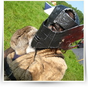B5A Gundabal — IMG_0404.JPG
