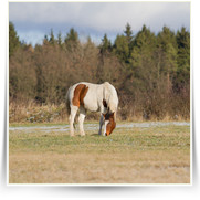 Kone Jablecno — 20130112-IMG_2812.jpg