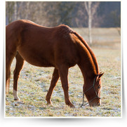 Kone Jablecno — 20130112-IMG_2832.jpg