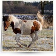 Kone Jablecno — 20130112-IMG_2849.jpg