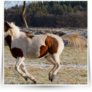 Kone Jablecno — 20130112-IMG_2852.jpg