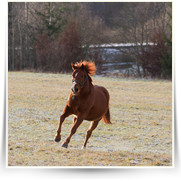 Kone Jablecno — 20130112-IMG_2895.jpg