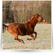 Kone Jablecno — 20130112-IMG_2911.jpg