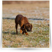 Kone Jablecno — 20130112-IMG_2940.jpg
