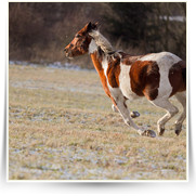 Kone Jablecno — 20130112-IMG_2991.jpg