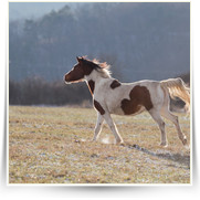 Kone Jablecno — 20130112-IMG_2994.jpg