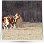 Kone Jablecno — 20130112-IMG_3052.jpg