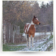 Kone Jablecno — 20130112-IMG_3121.jpg